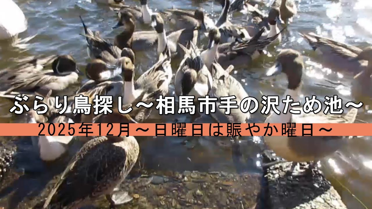 ぶらり鳥探し～相馬市の手の沢ため池～　2025年12月～日曜日は賑やか曜日～