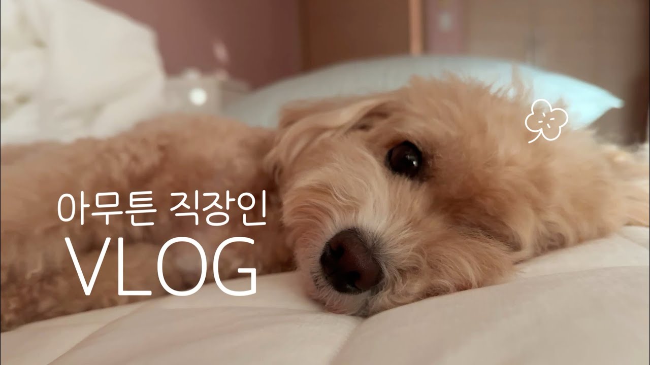[vlog.] 출장 후 복귀 브이로그 | 청담 챠이 메이크업 후기💄| 호텔 리베라 호캉스 | 유메르 아우터 쇼핑🛍️ | 아부라소바🍜 | 강아지랑 남양주 애카까지 🐶