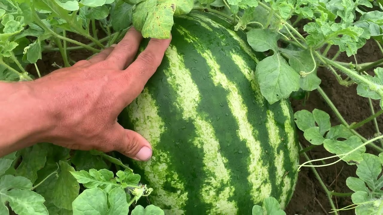 Quais adubo não pode faltar de jeito nenhum na hora do pagamento floração enchimento da melancia ￼