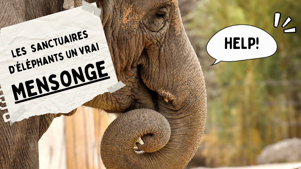 La vérité sur les sanctuaires d'éléphants