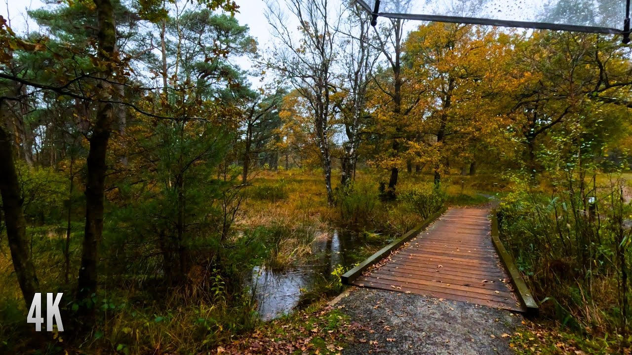 Rainy Late Autumn Forest Walk | 4K (Relaxing Rain Sounds for Sleep & Study)