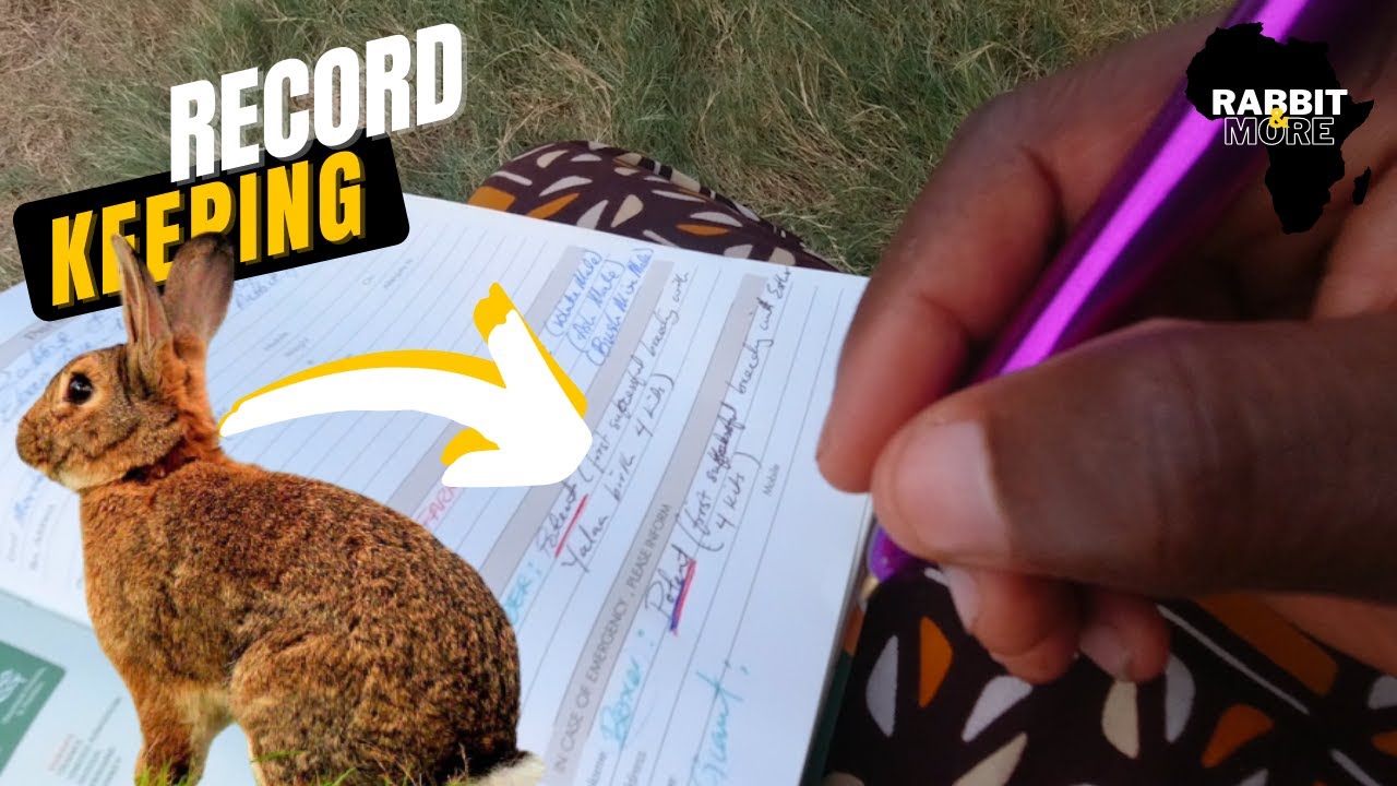 Record Keeping On my Small Scale Rabbit Farm in Ghana