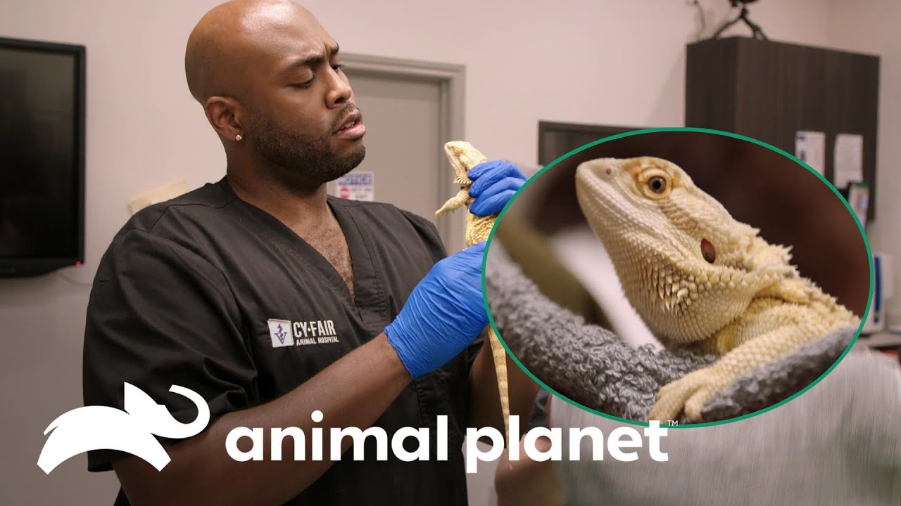 Dragón barbudo se recupera de un hongo amarillo | Veterinarios de Texas | Animal Planet