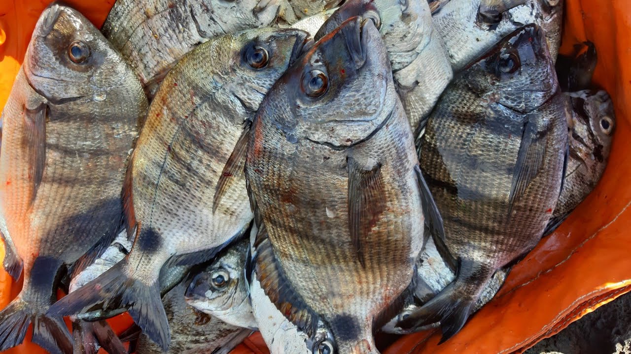 Pescaria com um Sargo com defeito na quaresma 2020. Fishing Silver Bream. Pesca do Sarago XL.