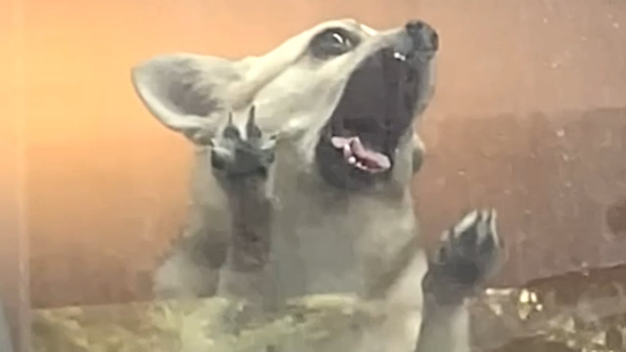 Chihuahua desperate for attention fakes injury