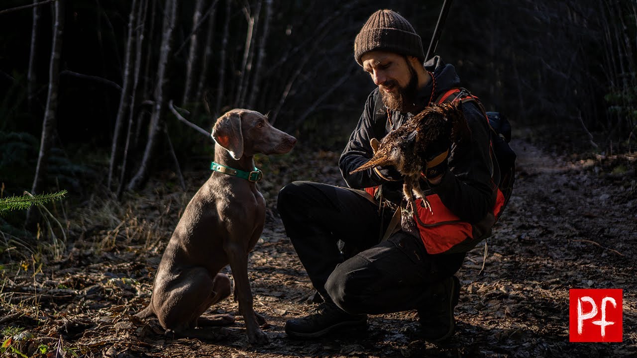 Life With Koda ( Episode 6) - Weimaraner's first bird. Hunting Grouse in BC.