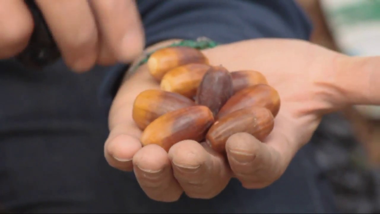 Landras (Bellotas) para plantar quercus robur