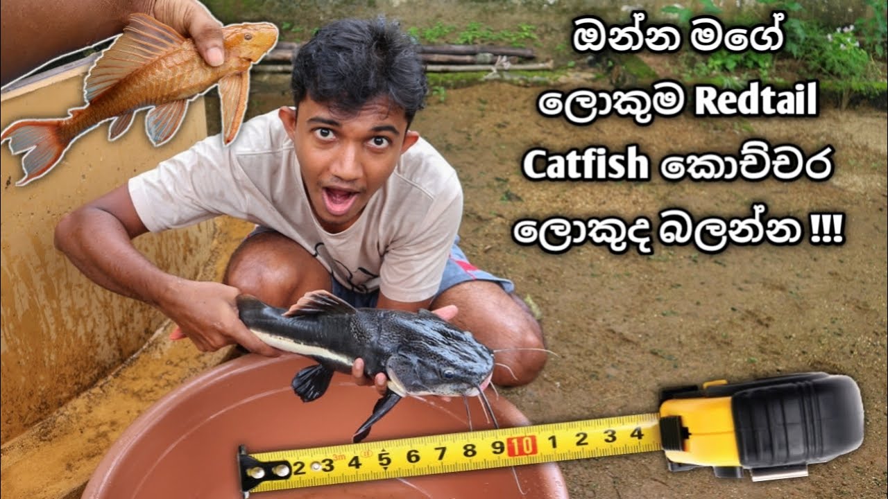 Giant Redtail Catfish Measured !!! | හරියටම මැනල බලපු රෙඩ්ටේල් කැට්ෆිශ් සහ ටැංකි සුද්දා...!