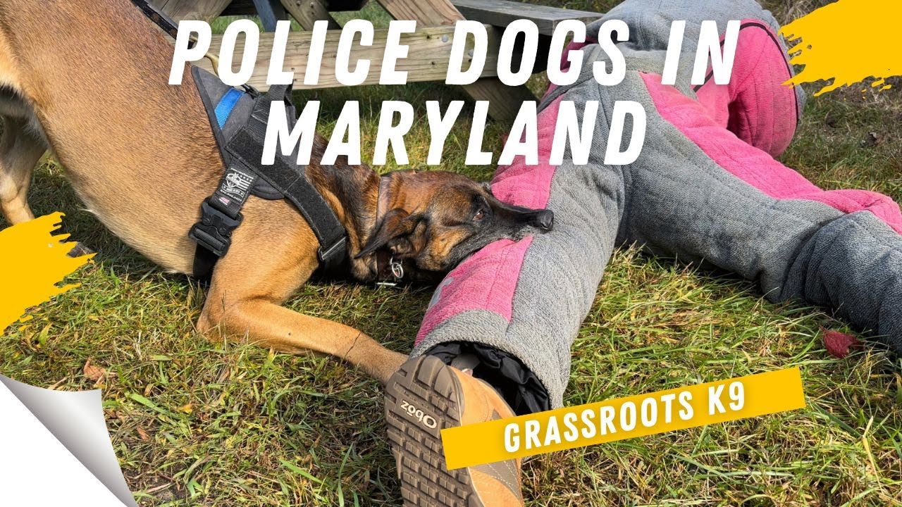 Training Police Dogs in Maryland