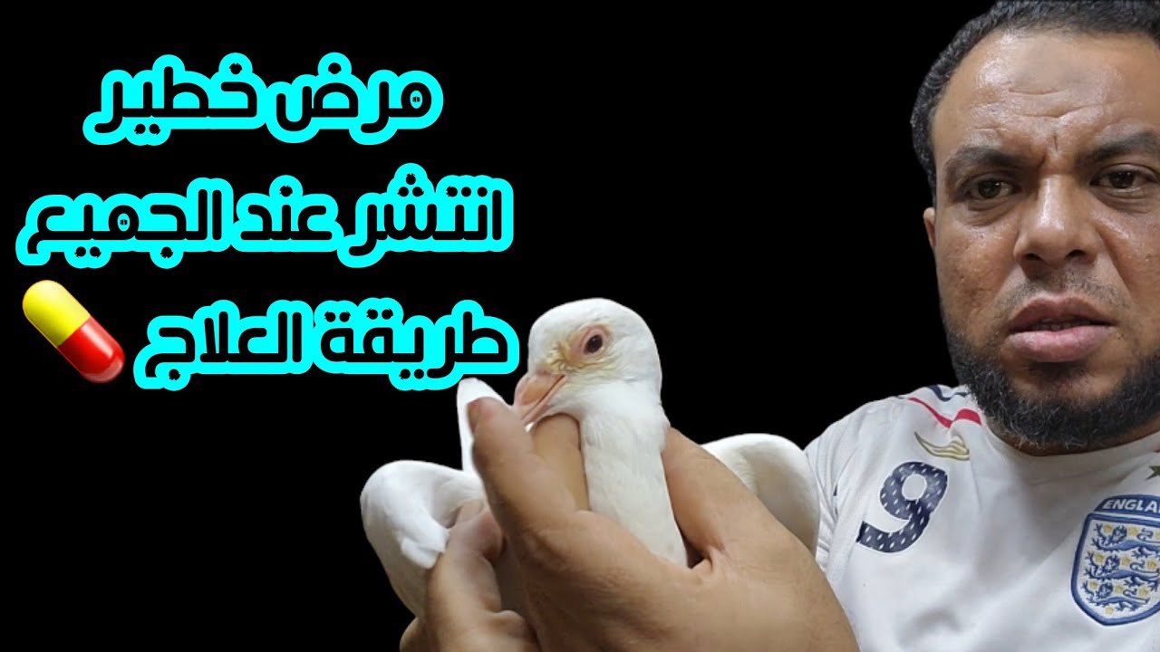 مرض خطير ظهر عند جميع غواة الحمام هقولك طريقة العلاج 💊 💊