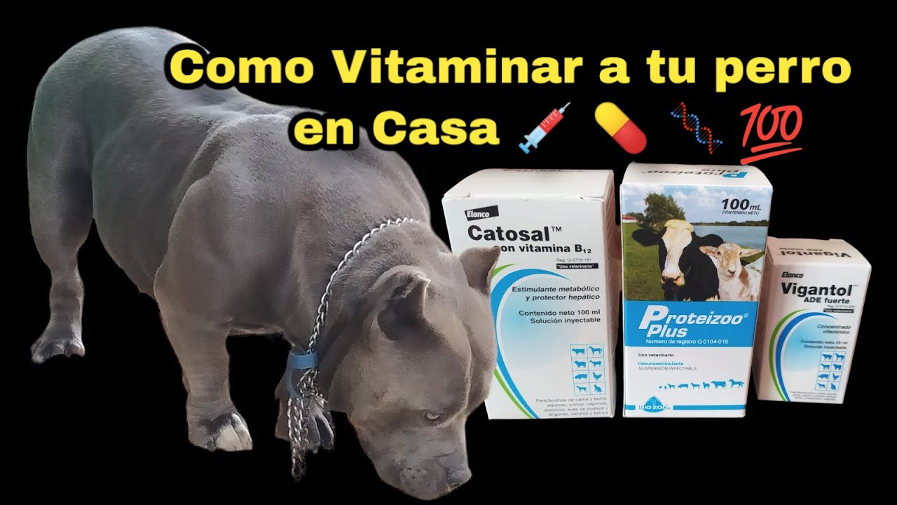 Como VITAMINAR a tu Perro (Americanbully o Exoticbullys ) in Casa Para subir tamaño de cuerpo