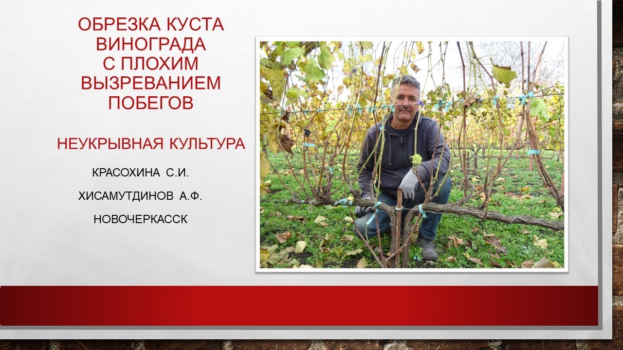 Обрезка куста винограда с плохим вызреванием побегов, двуплечий кордон@Светлана Красохина
