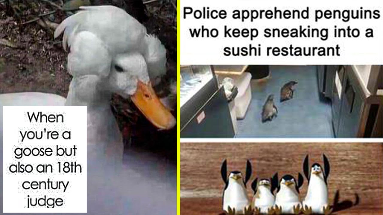 Get Grinning With Top Bird Memes Curated By This Facebook Page
