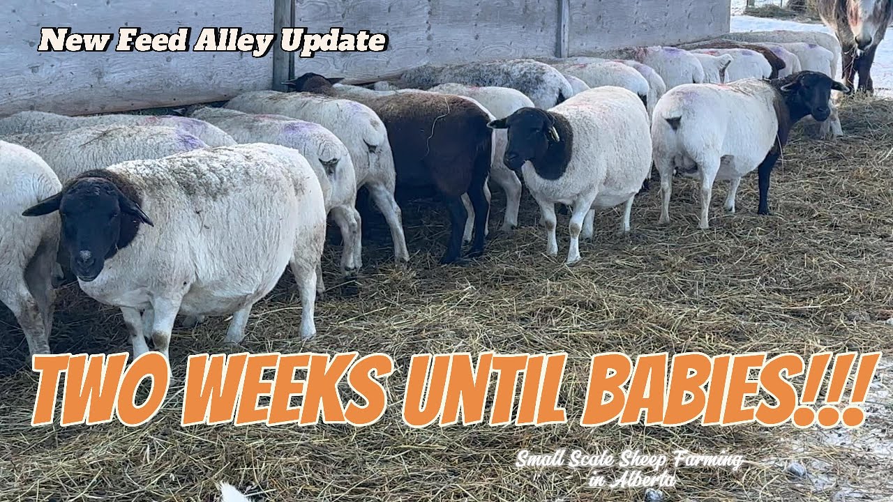 BEAUTIFUL Northern Lights | Lambs Are Incoming!!! | Update on the New Feed Alley | vlog57
