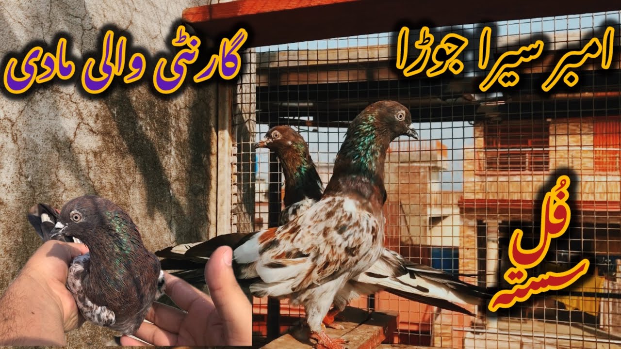 امبر سریا جوڑا فار سیل …..03341042965