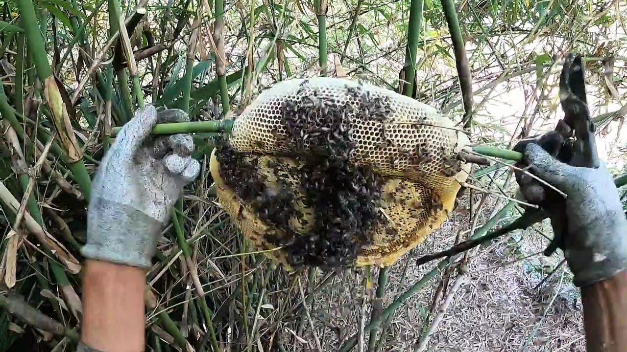 Đi tìm ong ruồi ong rừng đồng nai 