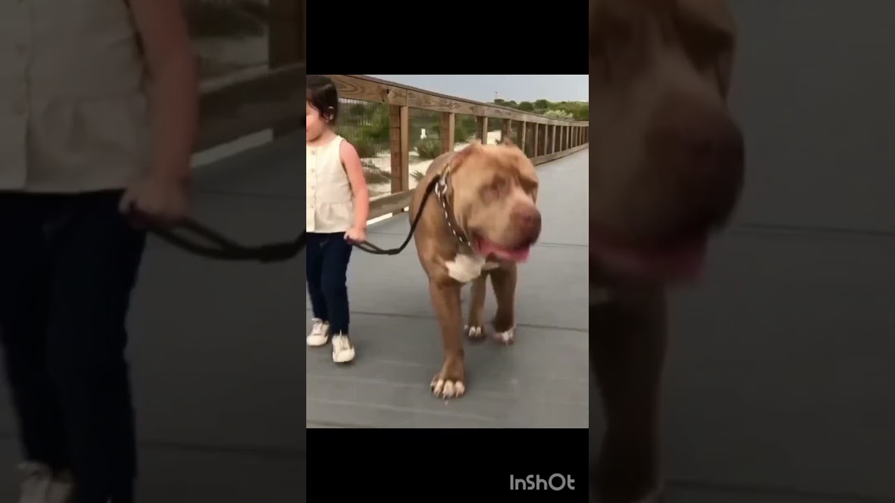 DOG'S TRANSFORMATION VIDEO