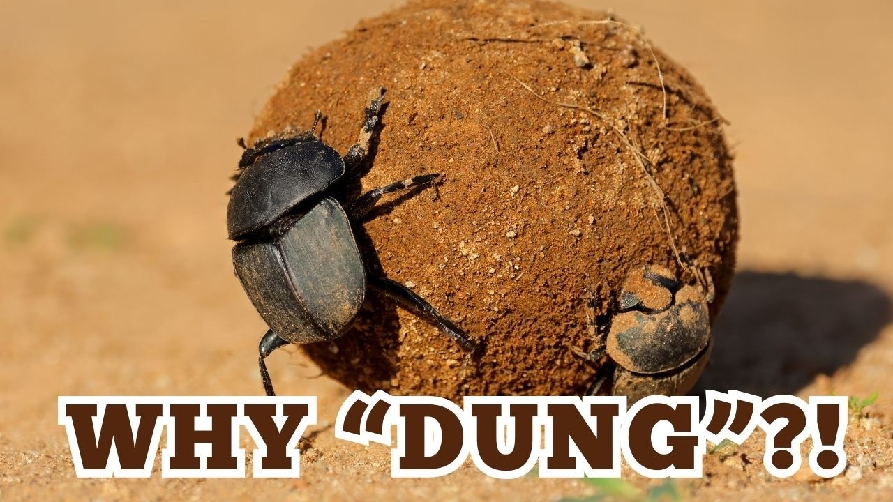 Why Is It Called a Dung Beetle?