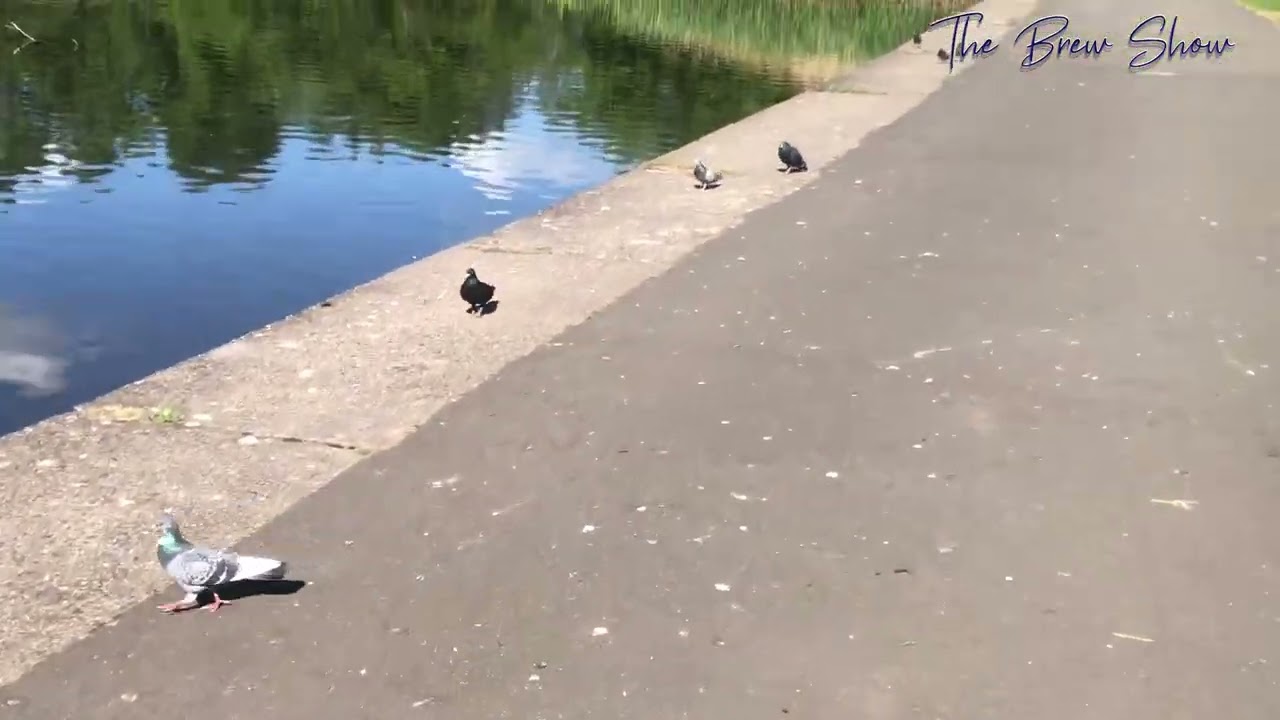 A visit to Glasgow's Alexandra Park