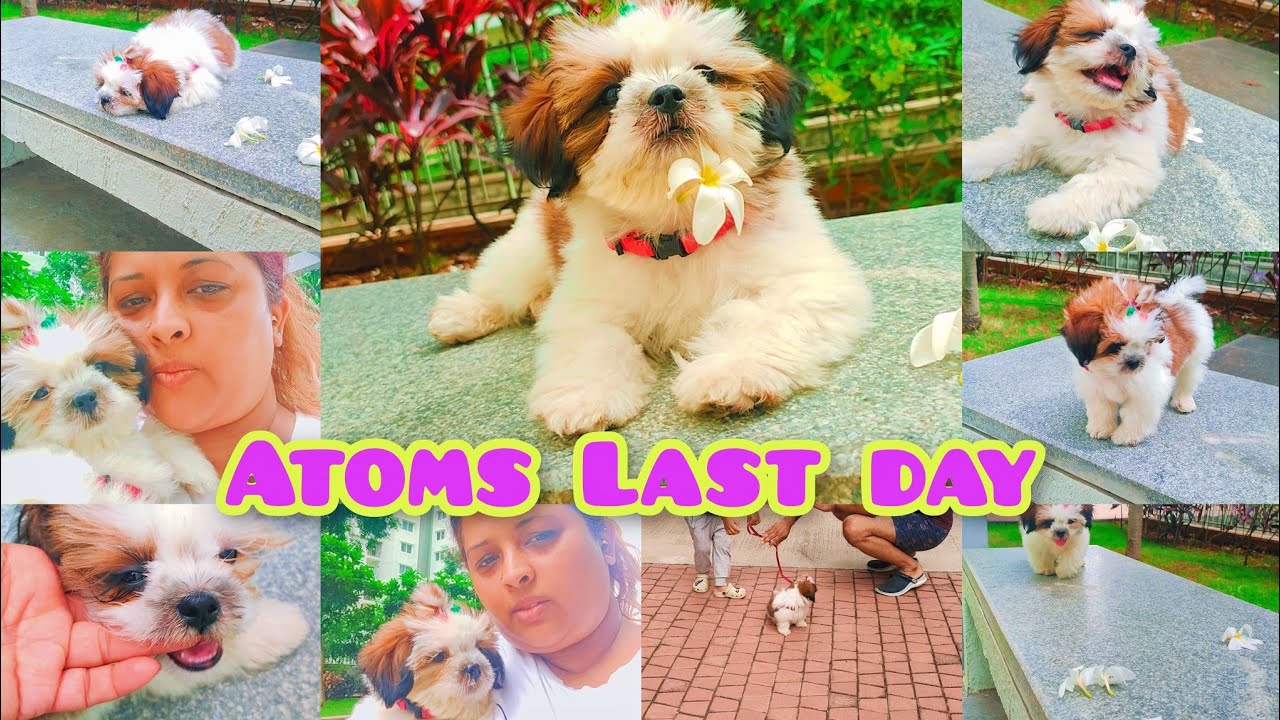 ATOM 🐕|Last Day|furrybaby|puppy|cutiepup|puppies|shiztu puppy|puppyvlogs|swethasvllogs|hindi vlogs|