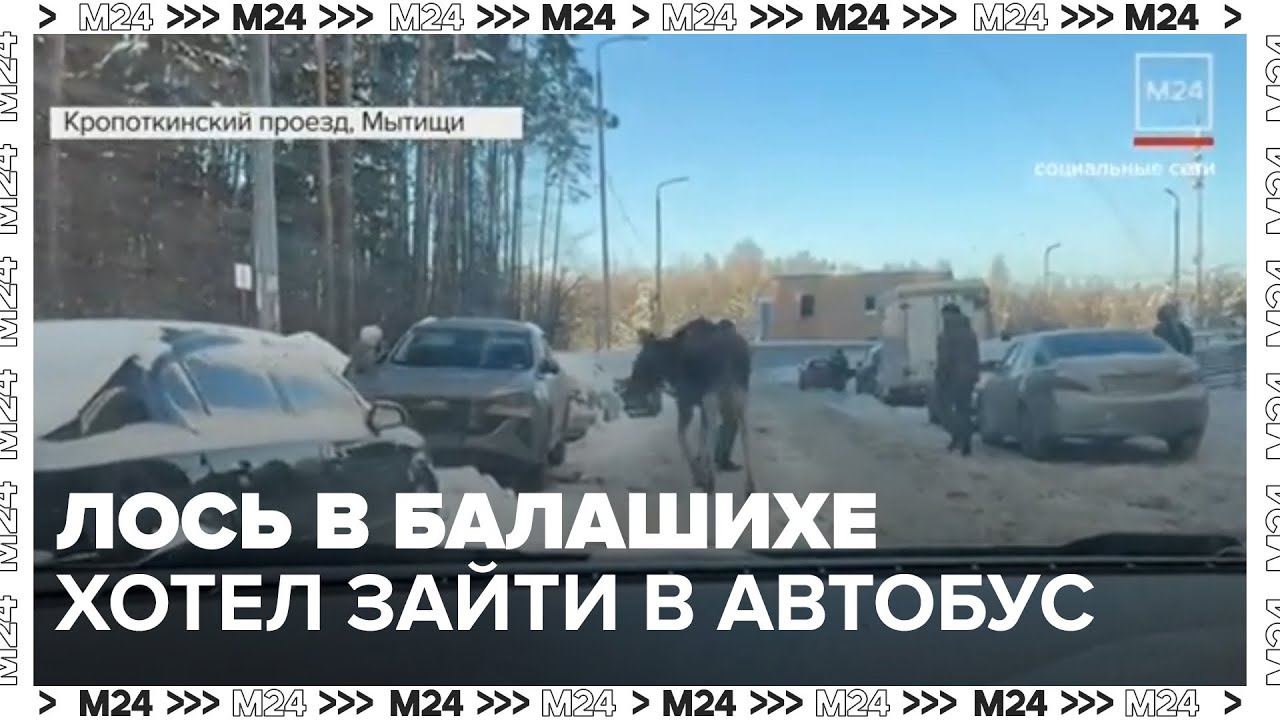 Лось в Балашихе попытался зайти в автобус: почему дикие животные выходят к людям