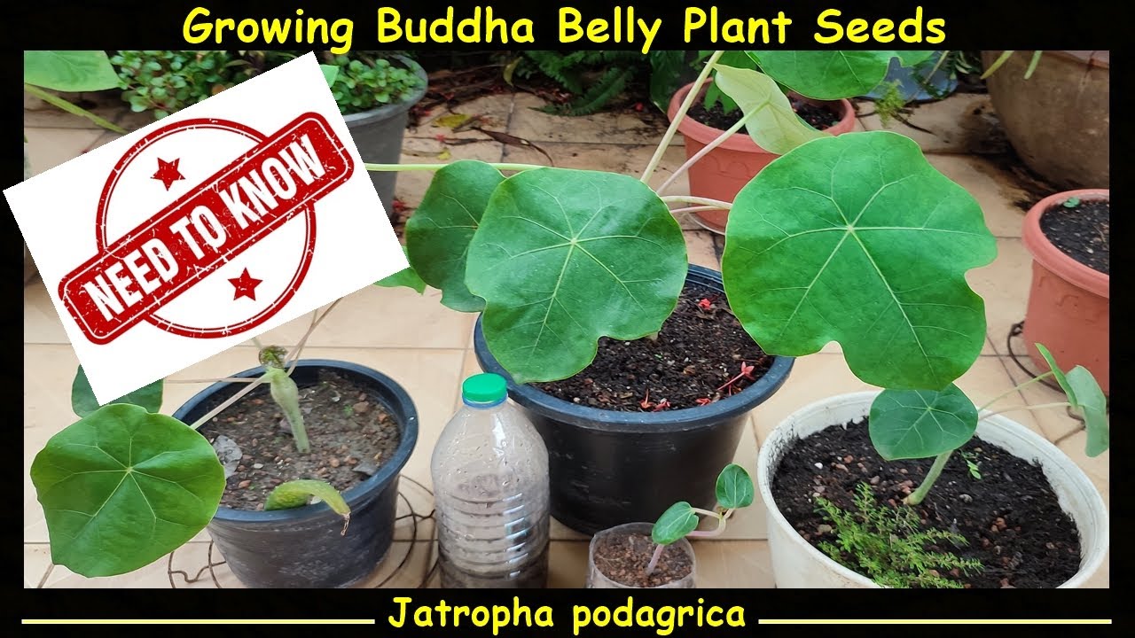 You Need to Know This! Growing Buddha Belly Plant Seeds - Jatropha podagrica