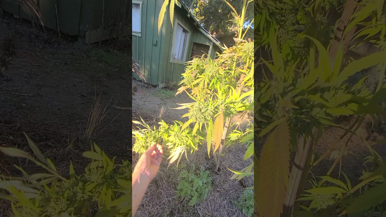 Buddah Garden Terp Tour 2021: Black Lime Reserve by Mean Gene From Mendocino/Freeborn Selections