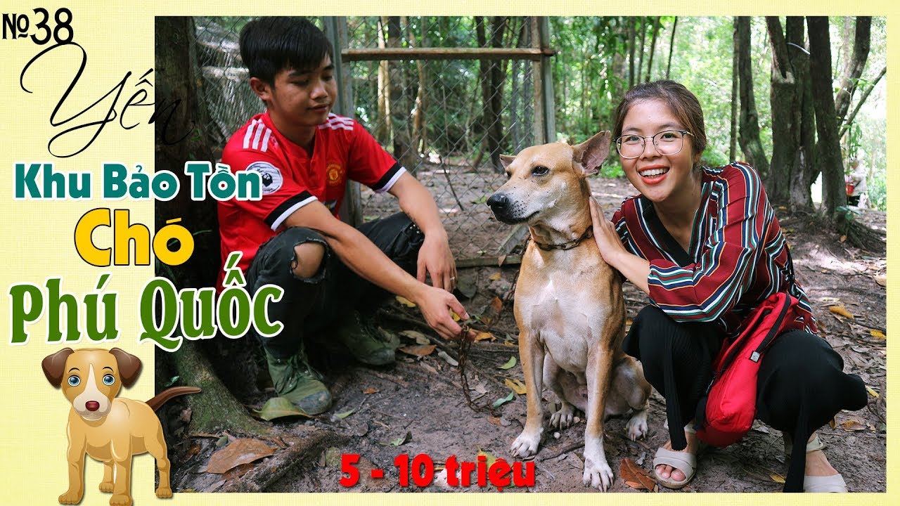 Chó Phú Quốc giá bao nhiêu ? 5 triệu hay 10 triệu 1 con ? - PHU QUOC dog | YẾN TRẦN TV