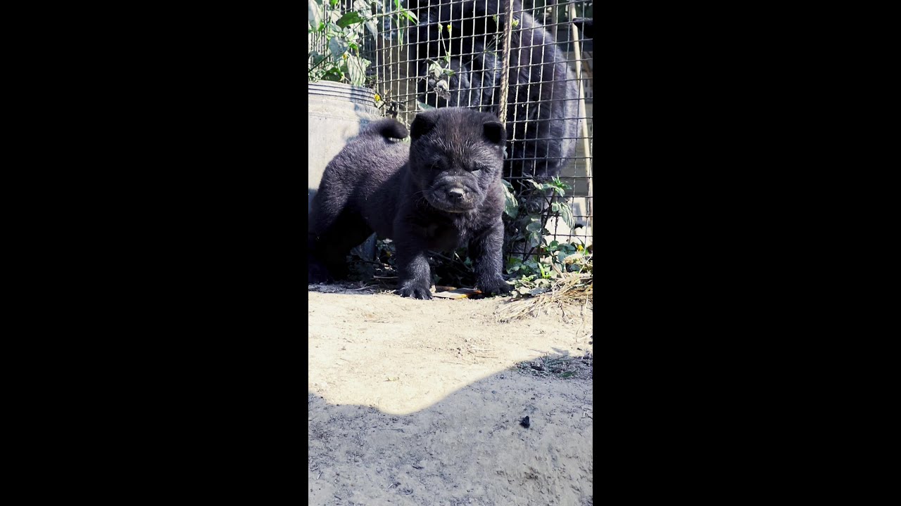 # Dogs🐶