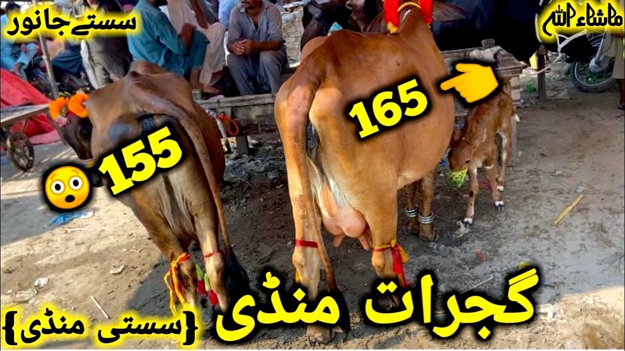 گجرات منڈی سستی ترین منڈی || گائے کا ریٹ سُن کر آپ بھی خیران ہو جائے گے ۔|| Gujrat mandi update