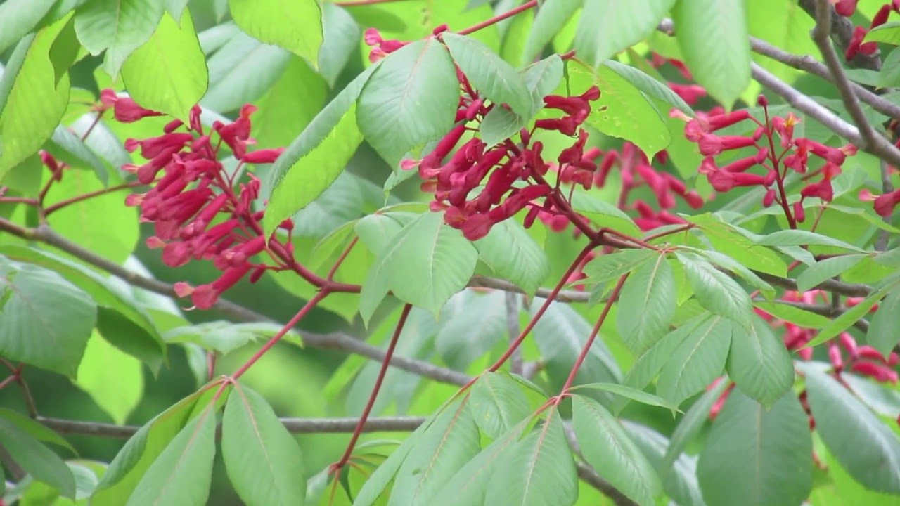 Hummingbird on Aesculus pavia 