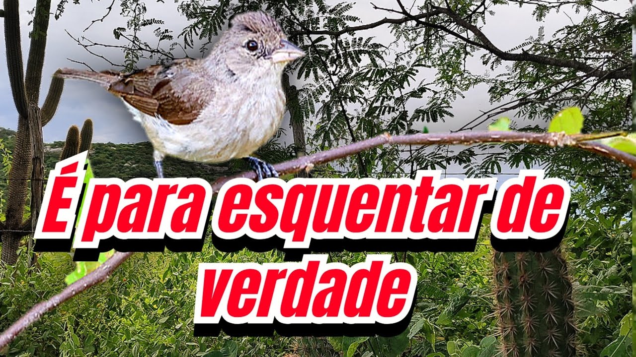 Fêmea de cravina chamando ou maria fita Tico Tico rei