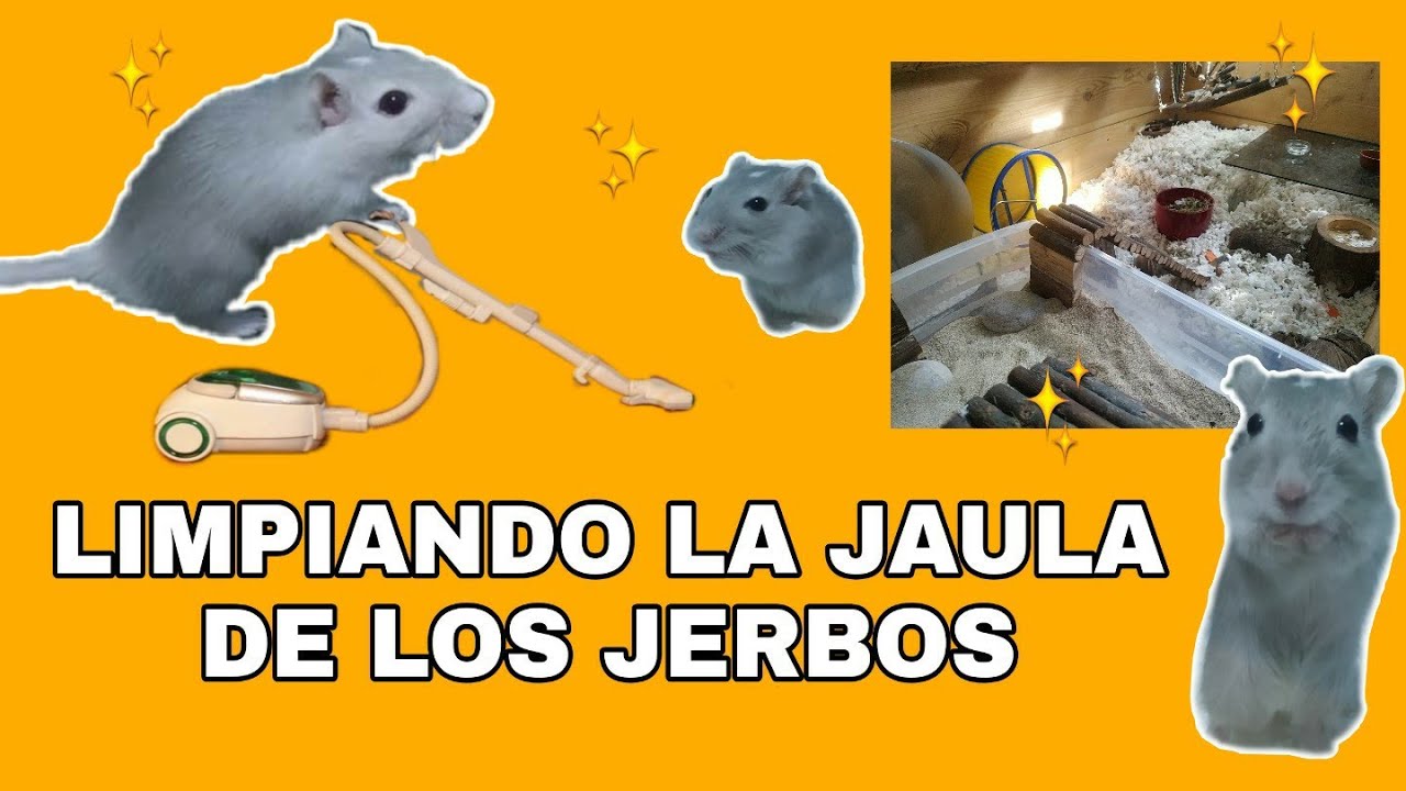 Limpiando y colocando la jaula de mis jerbos/ temática natural