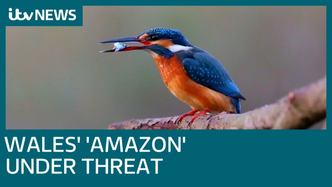 M4 extension threat to Welsh wildlife | ITV News