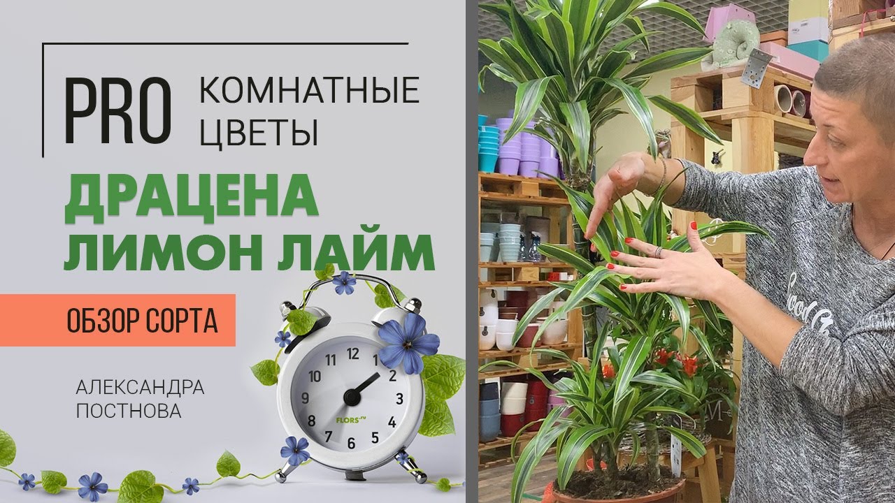 Драцена Лимон Лайм - видеообзор сорта. Крупномер для дома и офиса.