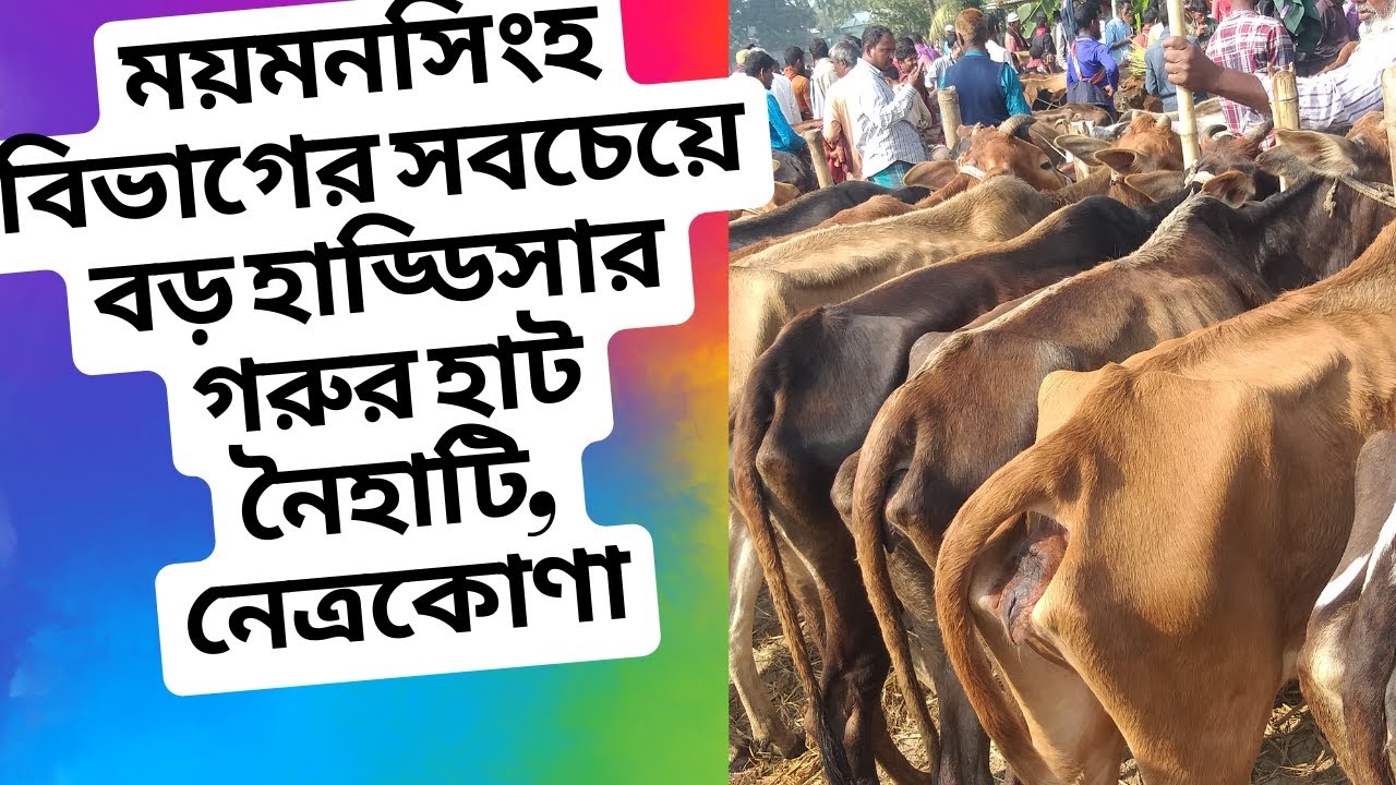 ময়মনসিংহ বিভাগের সবচেয়ে বড় হাড্ডিসার গাভী গরুর হাট। নৈহাটি, বারহাট্টা উপজেলা, নেত্রকোণা। ২.১.২৩