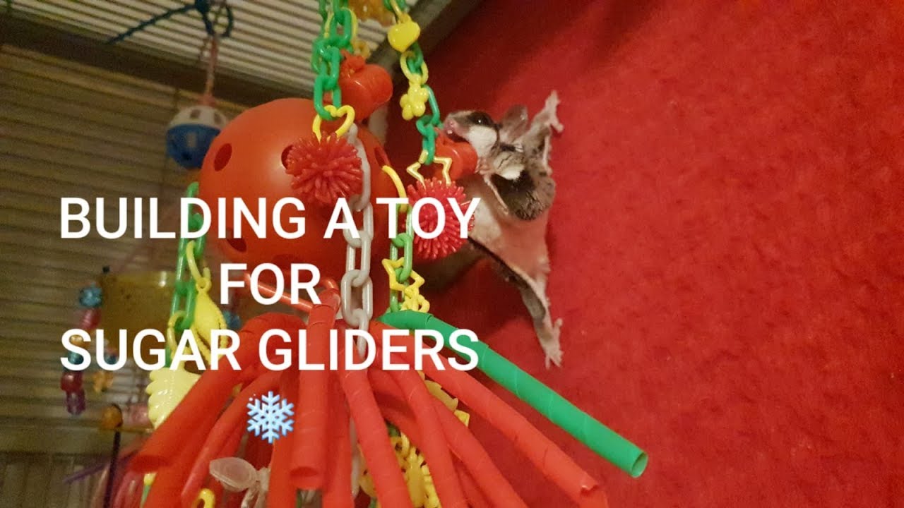 Building A Toy For Your Pet Sugar Gliders