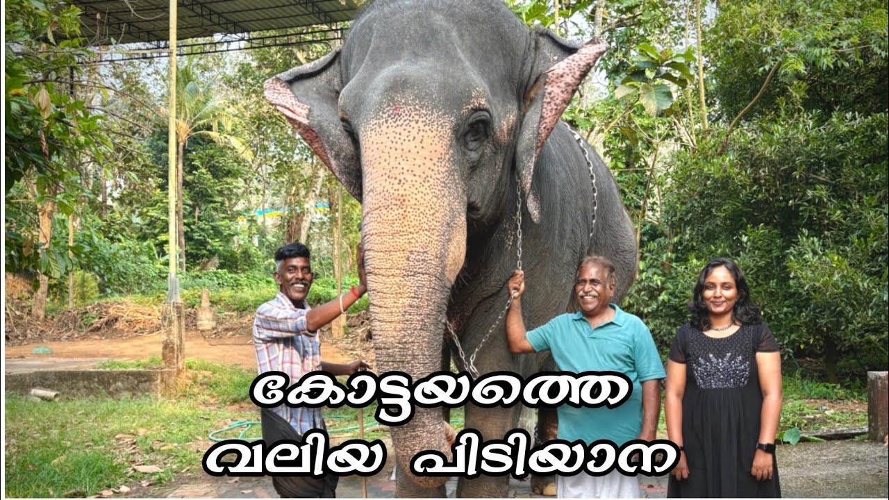 പെണ്ണുങ്ങളിലെ ആൺപിറപ്പ് 🐘❣️ തോട്ടയ്ക്കാട് കുഞ്ഞുലക്ഷ്മി | T4Trip | 