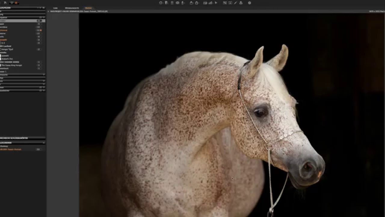 Photo Tutorial - Portrait of white horses