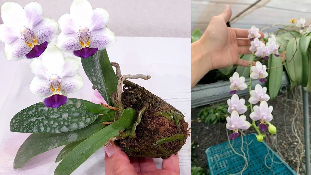 эта ПЕРЕСАДКА ОРХИДЕИ самая простая и ЭФФЕКТИВНАЯ | Orchid Phalaenopsis Su's Glad Kid 'Blue' орхидея