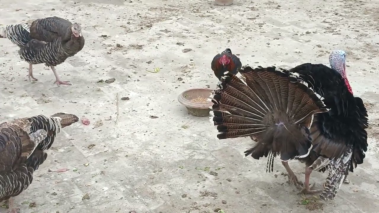 Long hight Aseel fight #aseel #birds #vlogs #new #vlog 