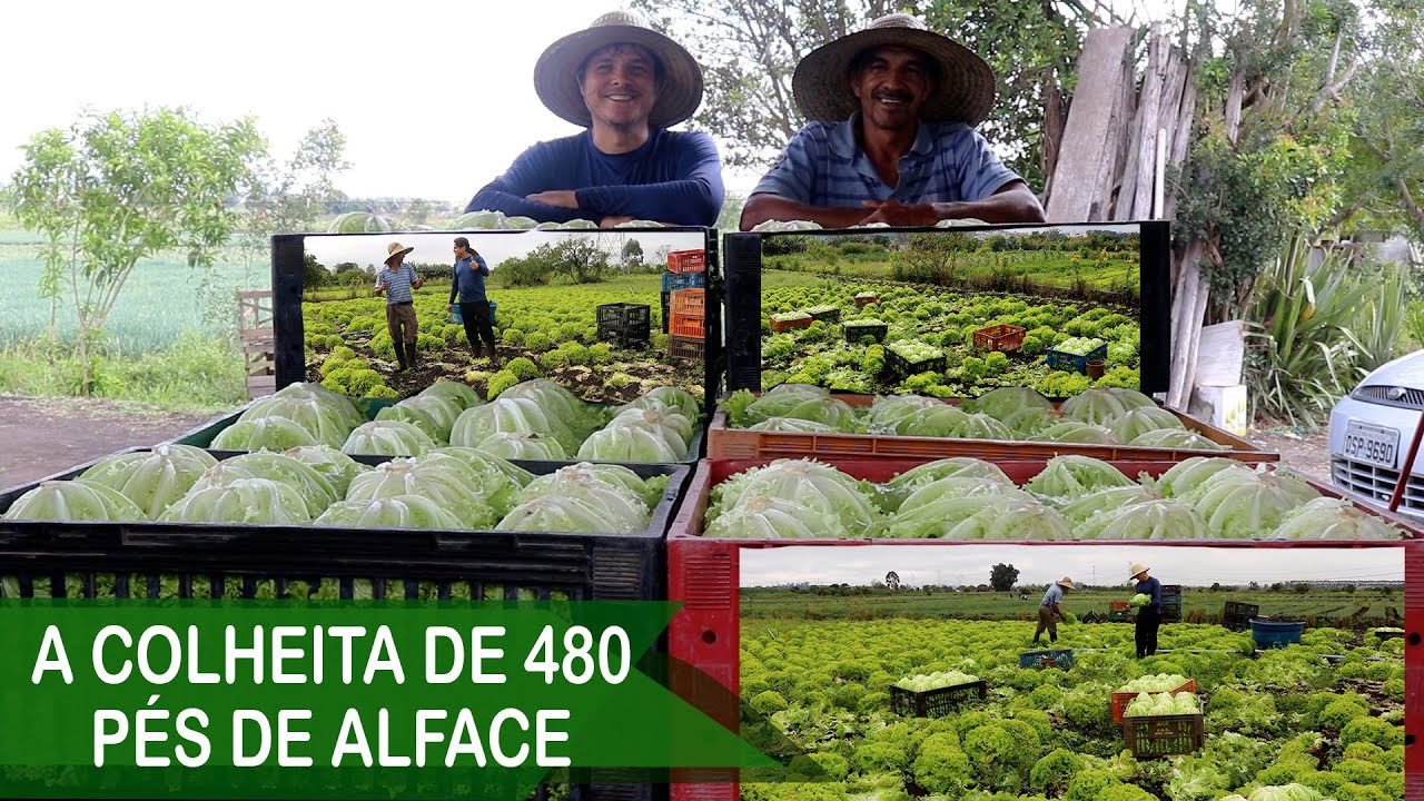 COLHEITA DE 480 PÉS DE ALFACE | AGRICULTURA FAMILIAR