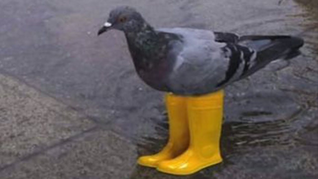 Śmieszne Filmiki świadczące o tym że Gołębie to stan umysłu 😆🐦