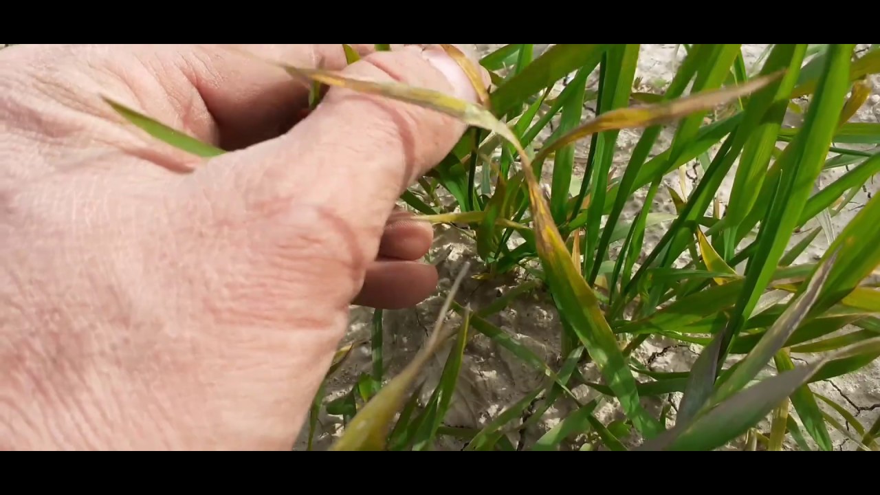 Buğday 1 Sarı Pas Hastalığı (Puccinia striiformis West)Tahılda mantari hastalık, Buğday sararması