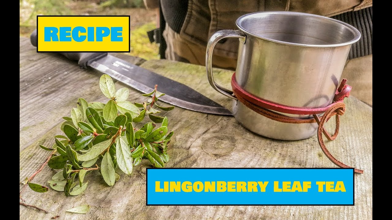 How to Make Lingonberry Leaf Tea - Easy Outdoor Drinks