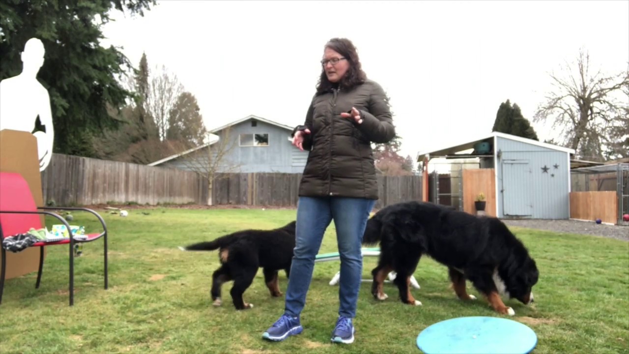 Socialize your puppy during Covid-19 isolation. Many ideas on how to raise a puppy staying home!