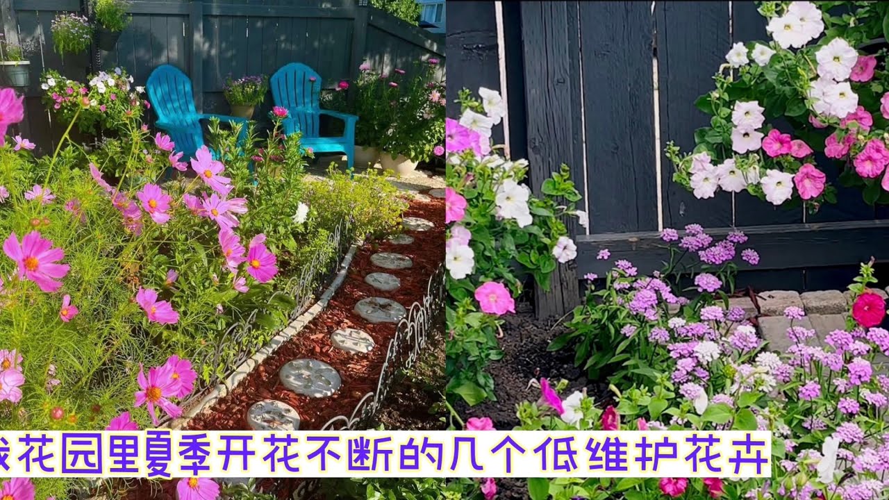 春季种花，推荐几个我花园里开花最好的品种，低维护，很适合新手种植。【莎拉养花】