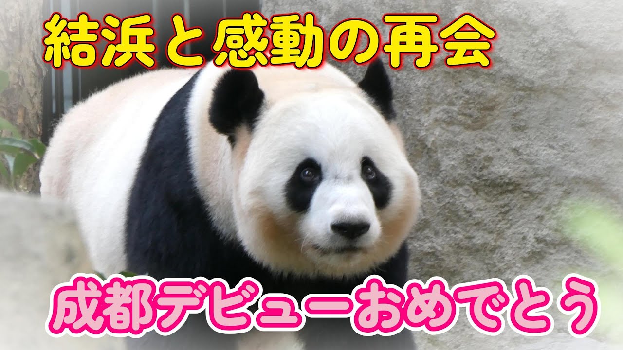 【成都デビューの結浜と感動の再会、正にミラクル】