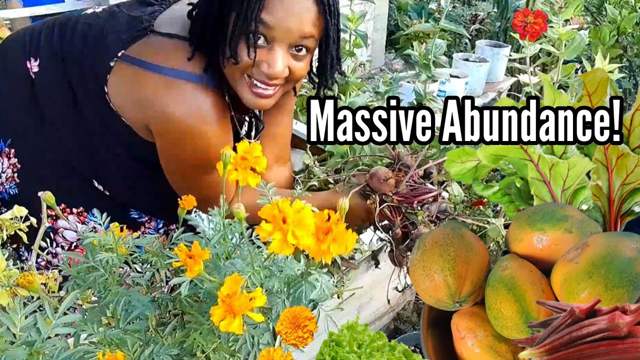 Massive Abundance Grown in Our Backyard||Eating What We Grow On A Daily
