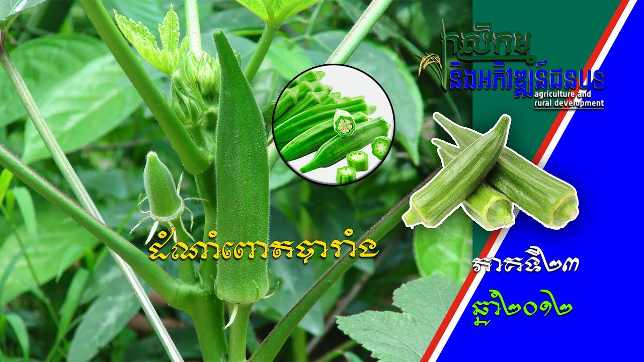កសិកម្ម និងអភិវឌ្ឍន៍ជនបទ - Agriculture and Rural Development| ដំណាំពោតបារាំង - Okra [EPS23] 040612